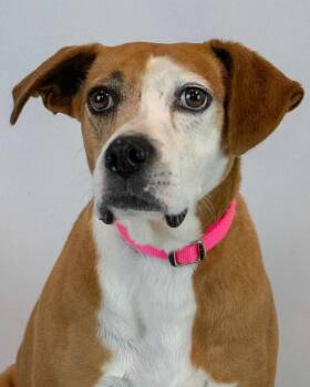 Mama -  Hound Dog for Adoption in Kennesaw, Georgia - Mama | PetCurious