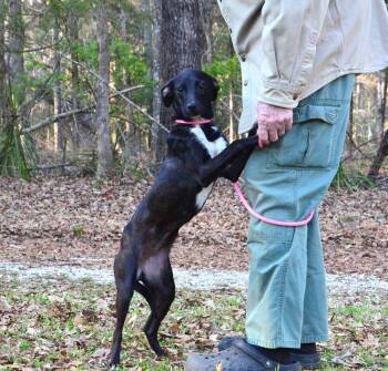Terrier Dogs Available for Adoption - Paige | PetCurious