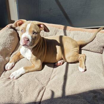Trevor -  Pit Bull Terrier Dog for Adoption in Schenectady, New York - Trevor | PetCurious