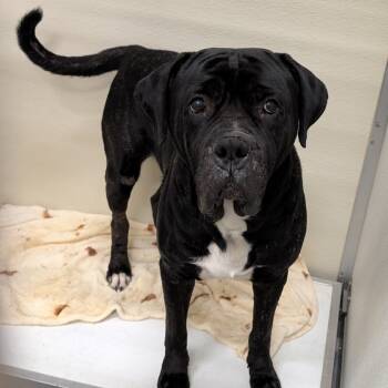 Rescue Mastiff Dogs for Adoption in Ballston Spa, New York - Odin | PetCurious