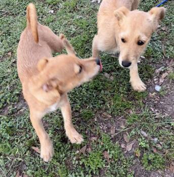 Cairn Terrier Dogs Available for Adoption in Louise, Texas - Orange | PetCurious