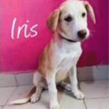 Iris -  Mixed Breed Dog for Adoption in Portland, Oregon - Iris | PetCurious
