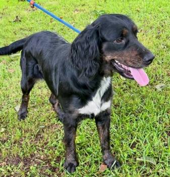 Marley -  English Springer Spaniel and Setter Dog for Adoption in Washington, District Of Columbia - Marley | PetCurious
