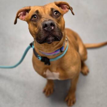 Dulce -  Mixed Breed Dog for Adoption in Sarasota, Florida - Dulce | PetCurious