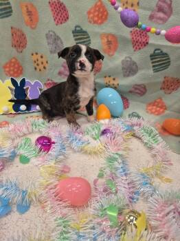 Catahoula Leopard Dog and Hound Dogs Available for Adoption in Dover, Arkansas - Shirley Shrimp | PetCurious