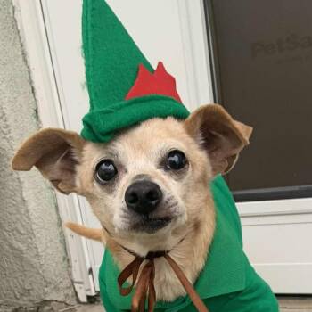 Rescue Chihuahua Dogs for Adoption in Cherry Hill Township, New Jersey - Peter Pan | PetCurious