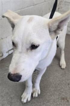 HOLDER -  Pit Bull Terrier and Mixed Breed Dog for Adoption in San Bernardino, California - HOLDER | PetCurious