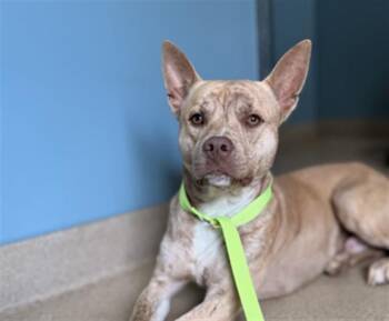 American Staffordshire Terrier Dogs Available for Adoption in Newton, North Carolina - ACE | PetCurious