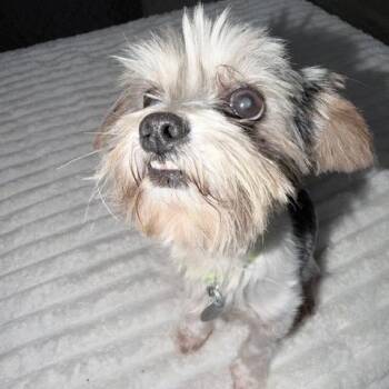Teddy Barkington -  Yorkshire Terrier Dog for Adoption in Houston, Texas - Teddy Barkington | PetCurious