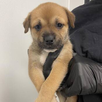 Labrador Retriever and Husky Dogs Available for Adoption in Abilene, Texas - French Toast | PetCurious