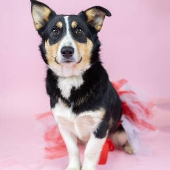 Cardigan Welsh Corgi and Mixed Breed Dogs Available for Adoption - Havarti | PetCurious