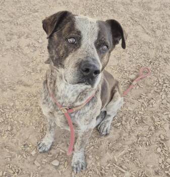 Australian Cattle Dog Blue Heeler and Mixed Breed Dogs Available for Adoption in Albuquerque, New Mexico - HUM | PetCurious