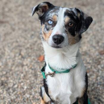 Hotdog -  Mixed Breed Dog for Adoption in West Olive, Michigan - Hotdog | PetCurious