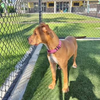 Kaitlyn -  Mixed Breed Dog for Adoption in Bradenton, Florida - Kaitlyn | PetCurious