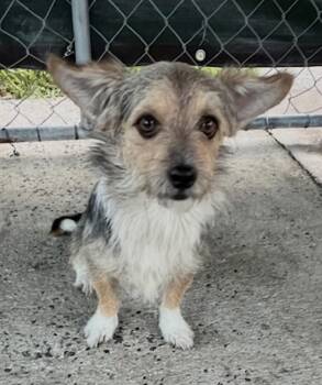 Border Terrier Dogs Available for Adoption in Washington, District Of Columbia - Buddy | PetCurious