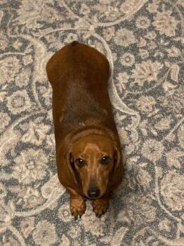 Dachshund Dogs Available for Adoption in Columbus, Ohio - Gladys | PetCurious