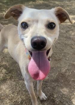 Peaches -  Chihuahua Dog for Adoption in Phoenix, Arizona - Peaches | PetCurious