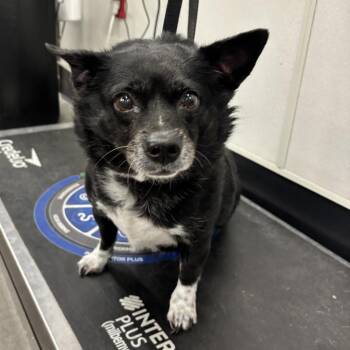 Sunny -  Chihuahua Dog for Adoption in Tampa, Florida - Sunny | PetCurious