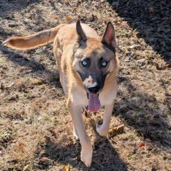Rescue Shepherd Dogs for Adoption in Xenia, Ohio - Marty | PetCurious