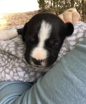 Rescue Terrier and Boxer Dogs for Adoption in Waxhaw, North Carolina - Jolene | PetCurious