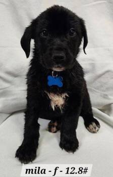 Golden Retriever and Border Collie Dogs Available for Adoption - Mila | PetCurious