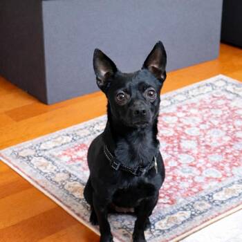 Chihuahua Dogs Available for Adoption - Bear | PetCurious
