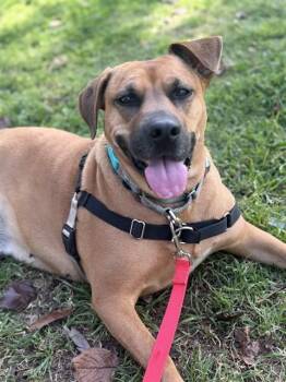 NESSY -  Black Mouth Cur Dog for Adoption in Chula Vista, California - NESSY | PetCurious