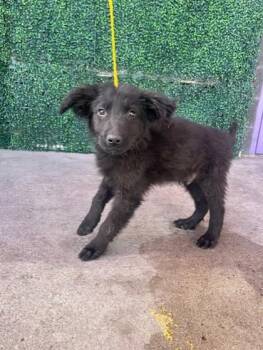 Terrier and Mixed Breed Dogs Available for Adoption in El Paso, Texas - 60979091 | PetCurious