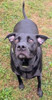 HONEY -  Labrador Retriever Dog for Adoption in Akron, Ohio - HONEY | PetCurious