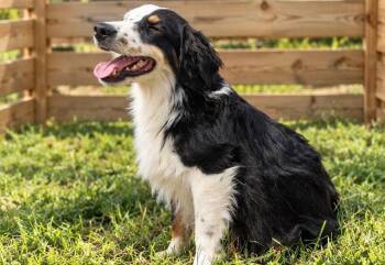 Liam -  Australian Shepherd Dog for Adoption in Dallas, Texas - Liam | PetCurious