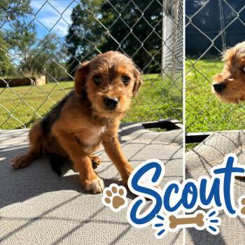 Scout (in PA) -  Schnauzer and Feist Dog for Adoption in Huntsville, Alabama - Scout (in PA) | PetCurious