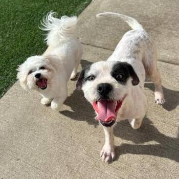 Oriel -  Schnauzer and Mixed Breed Dog for Adoption in Kansas City, Missouri - Oriel | PetCurious
