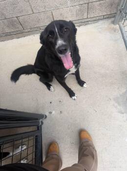 Jerry -  Australian Shepherd Dog for Adoption in Rowlett, Texas - Jerry | PetCurious