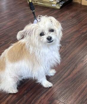 Schnauzer and Shih Tzu Dogs Available for Adoption in Frisco, Texas - Lili | PetCurious