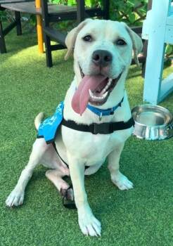 Otis -  Labrador Retriever and Mixed Breed Dog for Adoption in Palm Coast, Florida - Otis | PetCurious