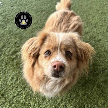 Australian Shepherd Dogs Available for Adoption - Guo Guo | PetCurious