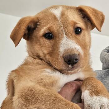 Rescue Mixed Breed Dogs for Adoption in Moab, Utah - Rowan | PetCurious