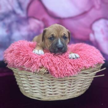 Mixed Breed Dogs Available for Adoption in East St. Louis, Illinois - Ivan | PetCurious