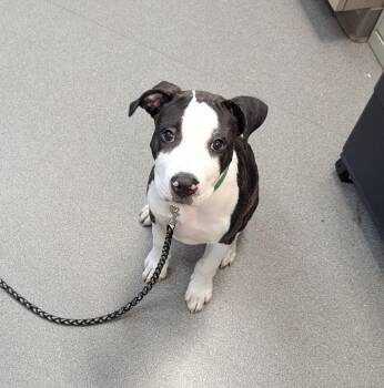Maximus -  Pit Bull Terrier Dog for Adoption in La Porte, Indiana - Maximus | PetCurious