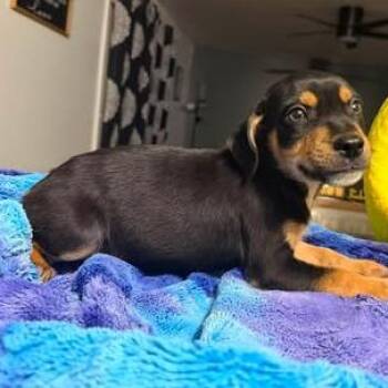 Zelly -  Mixed Breed Dog for Adoption in Fredericksburg, Virginia - Zelly | PetCurious