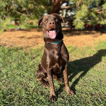 Reimi--In Foster -  Labrador Retriever and Mixed Breed Dog for Adoption in Fargo, North Dakota - Reimi--In Foster | PetCurious
