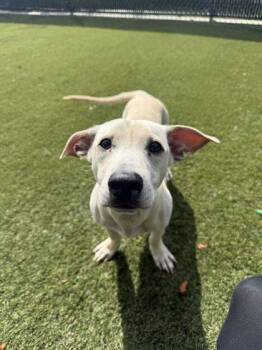 Dobby -  Mixed Breed Dog for Adoption in Lafayette, Indiana - Dobby | PetCurious