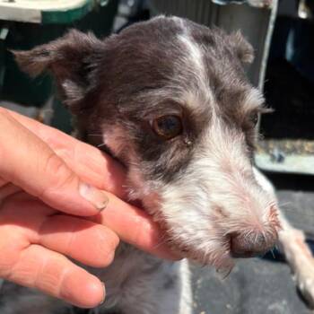 Fanny -  Miniature Schnauzer Dog for Adoption in Normal, Illinois - Fanny | PetCurious