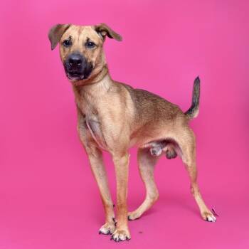 Tequila -  Mixed Breed Dog for Adoption in Franklin, Tennessee - Tequila | PetCurious