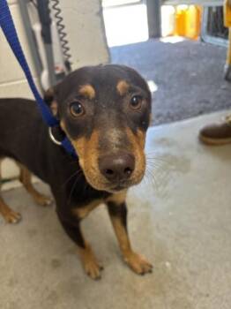 GABE -  Chihuahua and Mixed Breed Dog for Adoption in San Bernardino, California - GABE | PetCurious