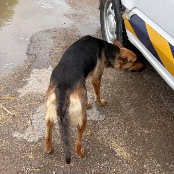 Yaritza -  German Shepherd Dog and Mixed Breed Dog for Adoption in Edinburg, Texas - Yaritza | PetCurious