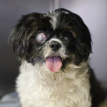 JOFFREY -  Shih Tzu Dog for Adoption in San Antonio, Texas - JOFFREY | PetCurious