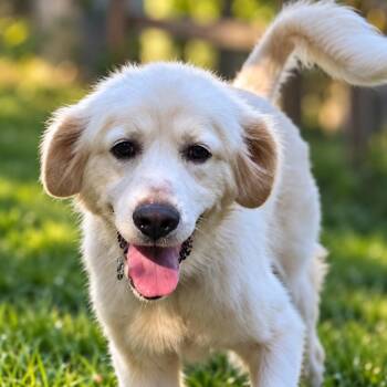 Winnie -  Great Pyrenees Dog for Adoption in Thomasville, North Carolina - Winnie | PetCurious