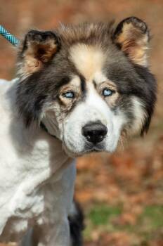 Husky Dogs Available for Adoption - Chinook/Bear/Zeus | PetCurious