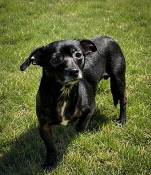 Chihuahua and Terrier Dogs Available for Adoption in Chattanooga, Tennessee - Dougie | PetCurious